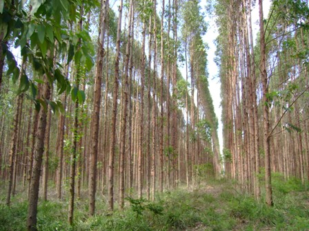 floresta de madeira reflorestada